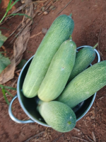 Image/produit/particulier/Caraib'Home Koudadja _115_115_Concombre1.jpeg